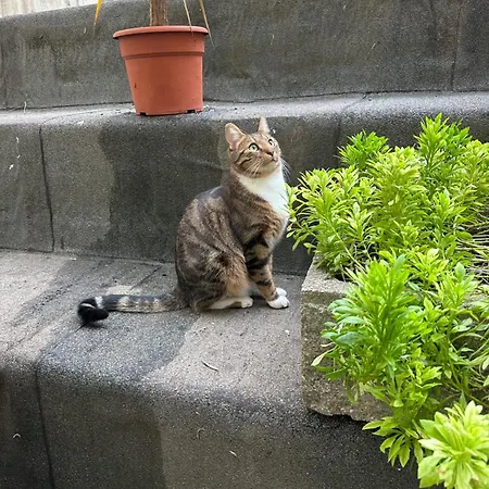 Promenade Des With Ac Near Negresco * Nice